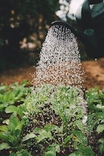 Guide : comment faire un potager pour débutant